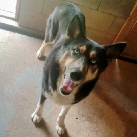 JAX, an adoptable Husky, Shepherd in Tylertown, MS, 39667 | Photo Image 4