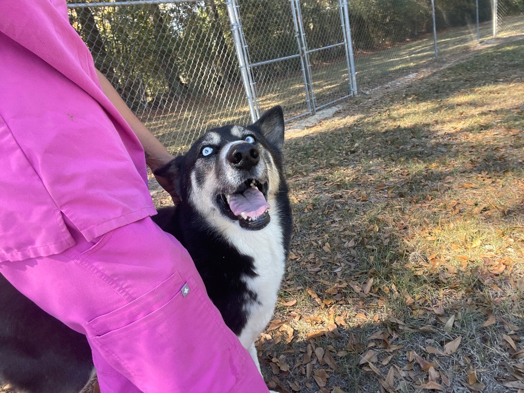 JAX, an adoptable Husky, Shepherd in Tylertown, MS, 39667 | Photo Image 5