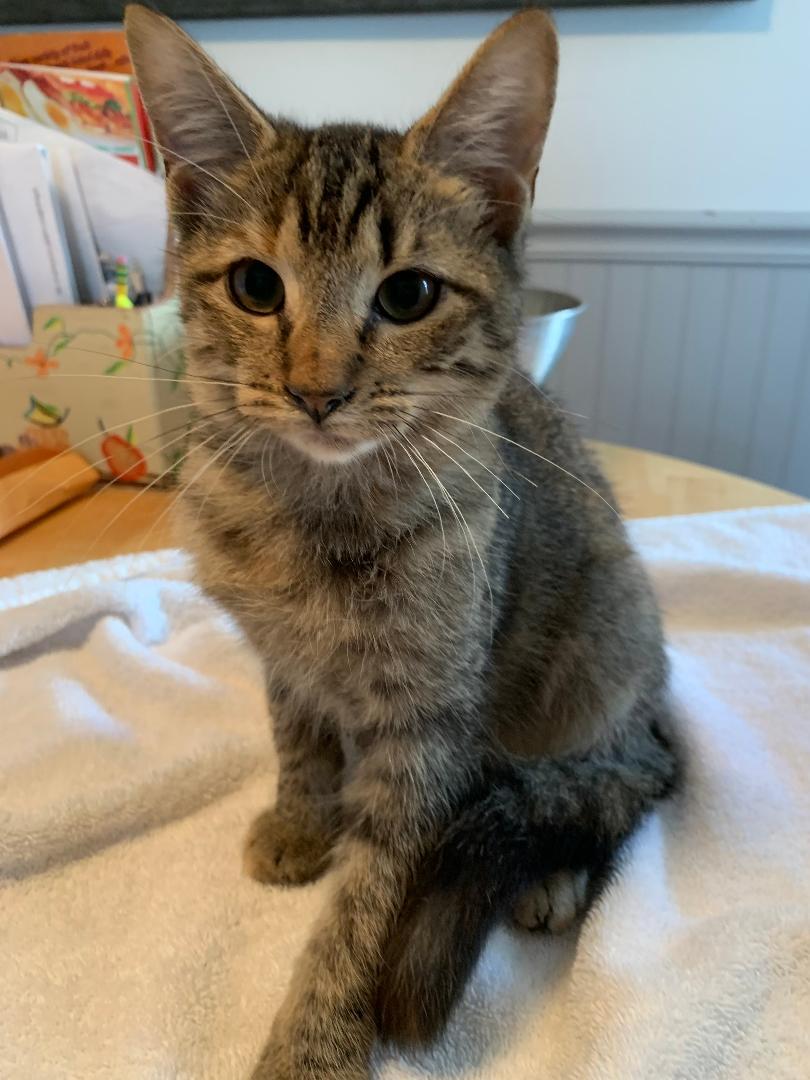 Dixie, an adoptable Domestic Short Hair, Torbie in Sayreville, NJ, 08872 | Photo Image 3