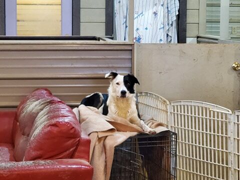 Willy, an adoptable Border Collie in Lenexa, KS, 66215 | Photo Image 2