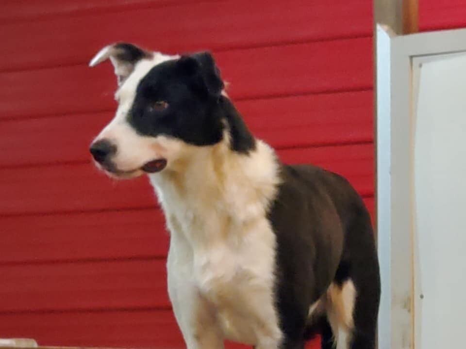 Willy, an adoptable Border Collie in Lenexa, KS, 66215 | Photo Image 3