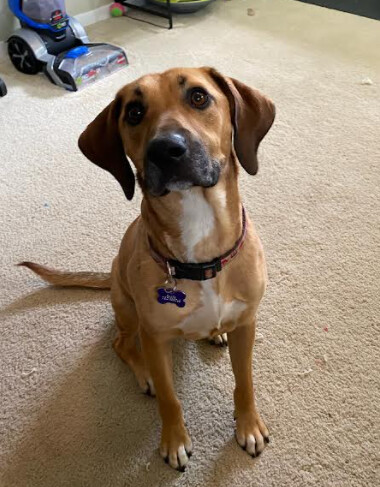 Scout, an adoptable Hound in Barrington Hills, IL, 60010 | Photo Image 2