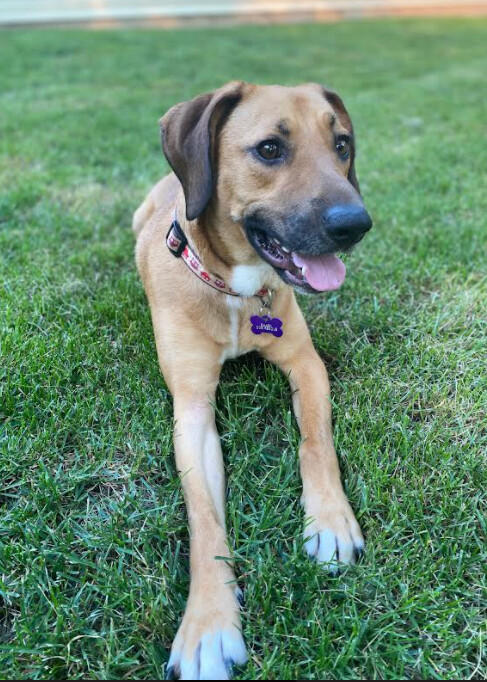 Scout, an adoptable Hound in Barrington Hills, IL, 60010 | Photo Image 3