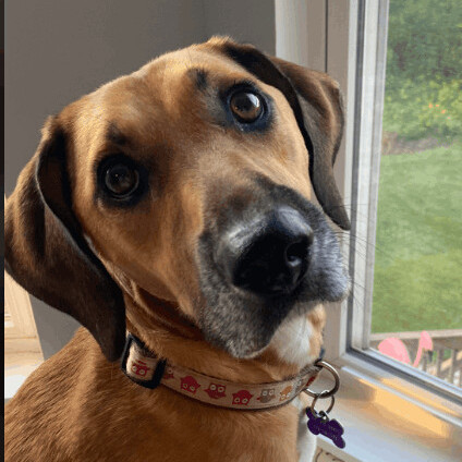 Scout, an adoptable Hound in Barrington Hills, IL, 60010 | Photo Image 1