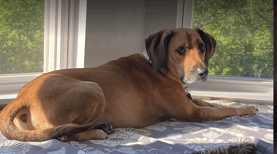 Scout, an adoptable Hound in Barrington Hills, IL, 60010 | Photo Image 4