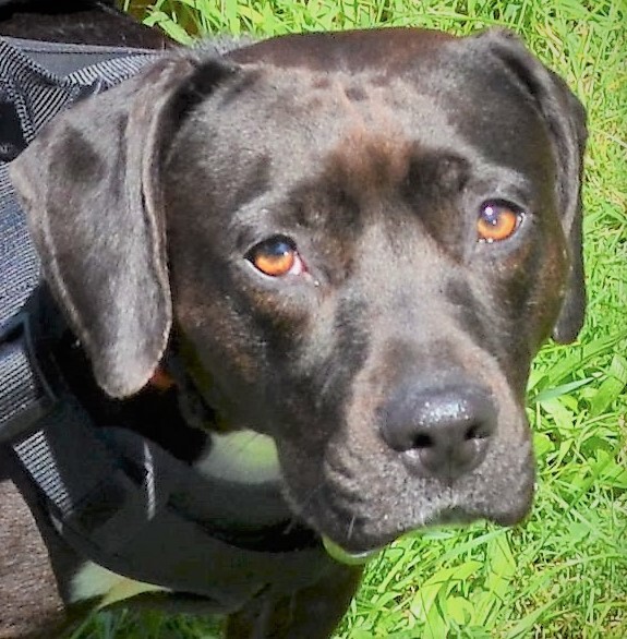 CoCo , an adopted Black Labrador Retriever & Beagle Mix in Scranton, PA_image-1