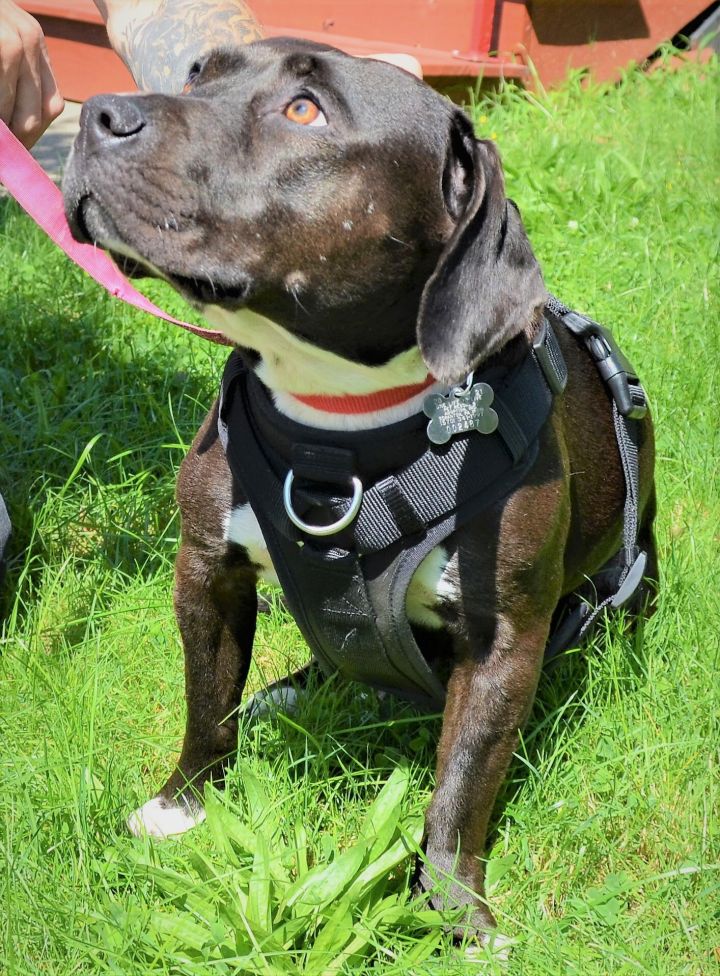 CoCo , an adopted Black Labrador Retriever & Beagle Mix in Scranton, PA_image-3