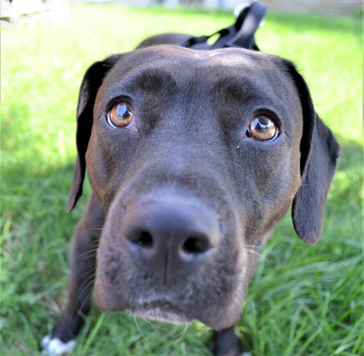 CoCo , an adopted Black Labrador Retriever & Beagle Mix in Scranton, PA_image-6