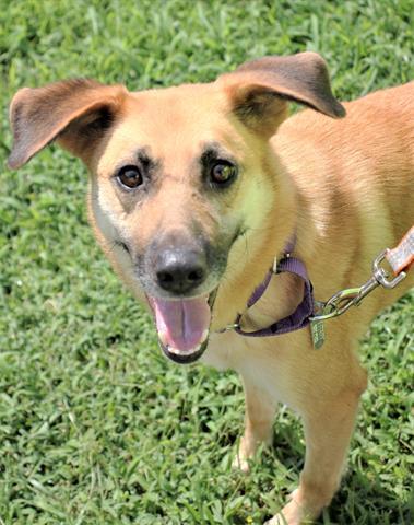 Dog For Adoption Naomi A Labrador Retriever In Haw River Nc Petfinder