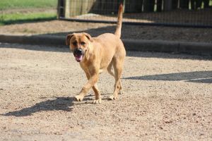 Ranger -Boarded in RI/ Foster Needed