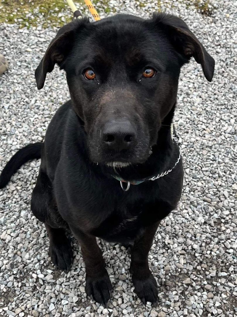 Bear (20200912-01), an adoptable Labrador Retriever, Catahoula Leopard Dog in Niagara Falls, ON, L2E 5J4 | Photo Image 2
