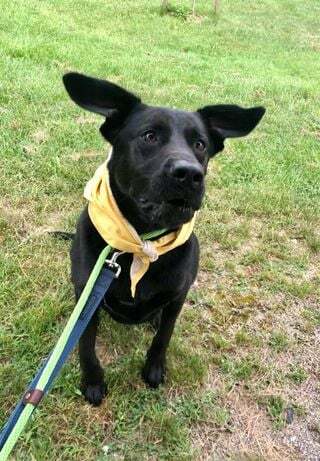 Bear (20200912-01), an adoptable Labrador Retriever, Catahoula Leopard Dog in Niagara Falls, ON, L2E 5J4 | Photo Image 3