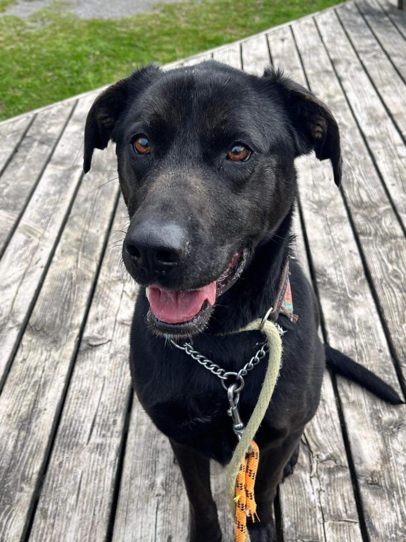 Bear (20200912-01), an adoptable Labrador Retriever, Catahoula Leopard Dog in Niagara Falls, ON, L2E 5J4 | Photo Image 4