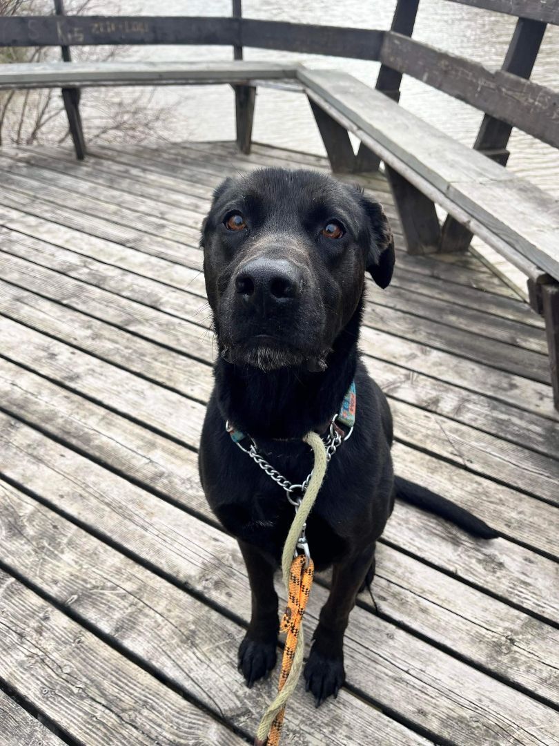 Bear (20200912-01), an adoptable Labrador Retriever, Catahoula Leopard Dog in Niagara Falls, ON, L2E 5J4 | Photo Image 5
