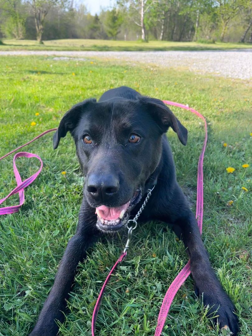 Bear (20200912-01), an adoptable Labrador Retriever, Catahoula Leopard Dog in Niagara Falls, ON, L2E 5J4 | Photo Image 6