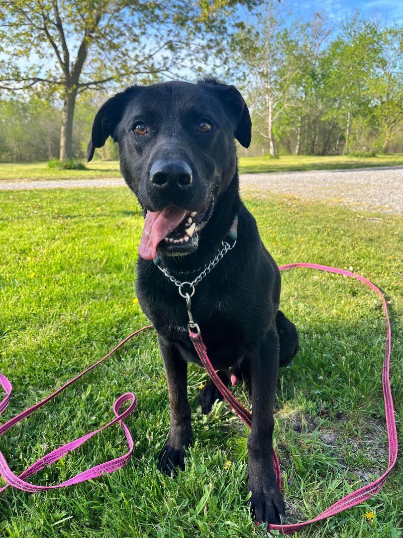 Bear (20200912-01), an adoptable Labrador Retriever, Catahoula Leopard Dog in Niagara Falls, ON, L2E 5J4 | Photo Image 1