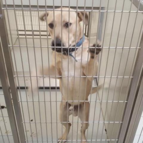 Draco, an adoptable Pit Bull Terrier in Wichita, KS, 67278 | Photo Image 2