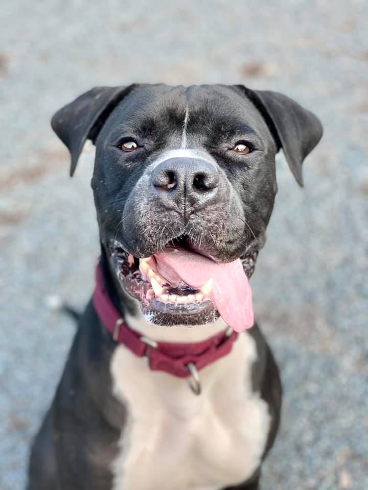 REMINGTON, an adoptable Boxer, Pit Bull Terrier in Dallas, PA, 18612 | Photo Image 1
