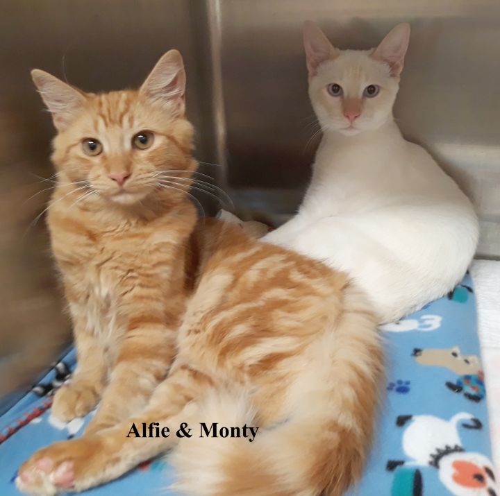 Monty and Alfie (  bonded pair) 1