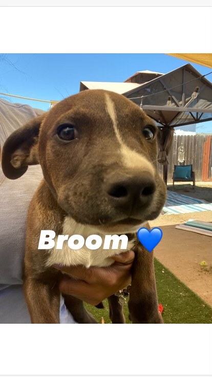 Dog For Adoption Broom A Pit Bull Terrier Mix In Rowland Heights Ca Petfinder