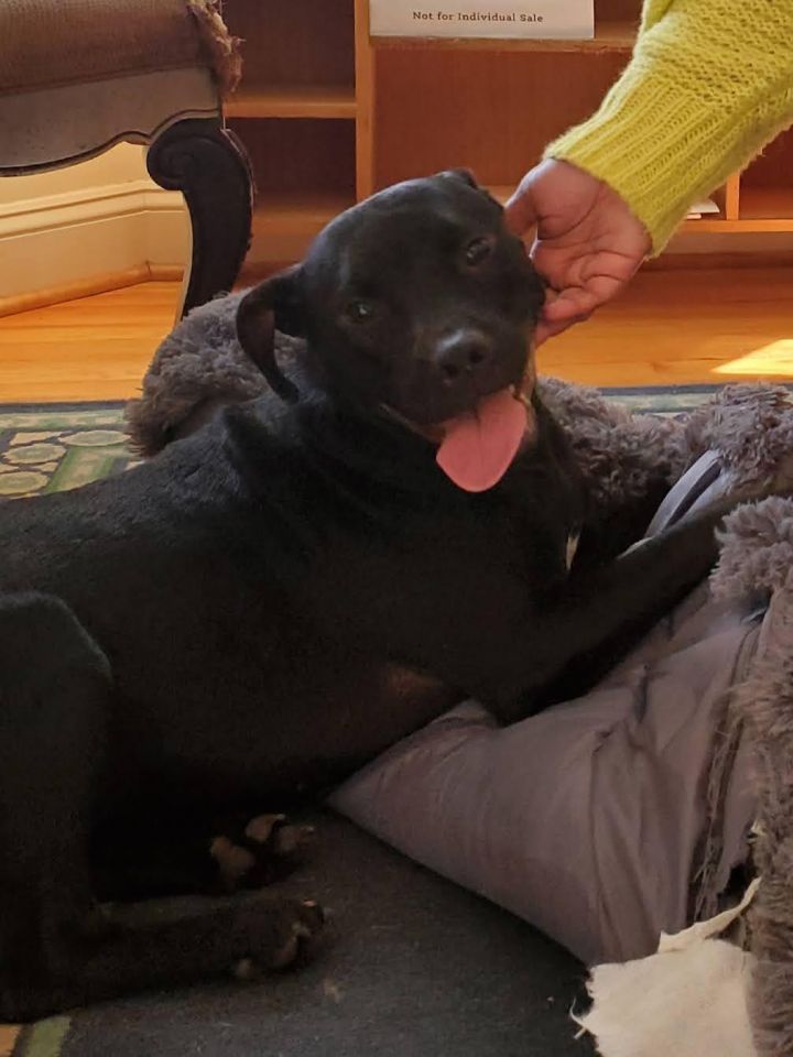 Georgia, an adopted Terrier Mix in Orangeburg, SC_image-1
