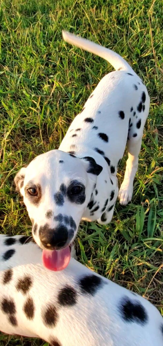 Puppies, an adopted Dalmatian in Tulsa, OK_image-3