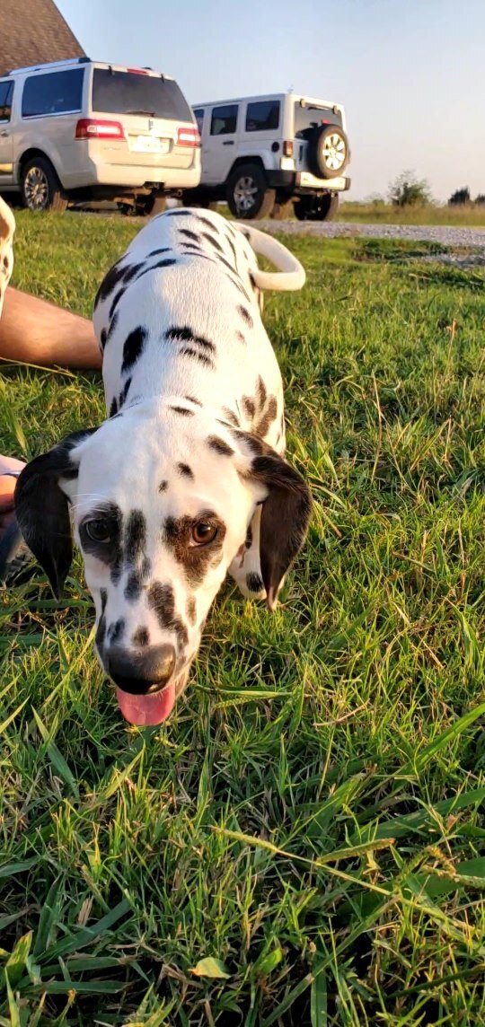 Puppies, an adopted Dalmatian in Tulsa, OK_image-4