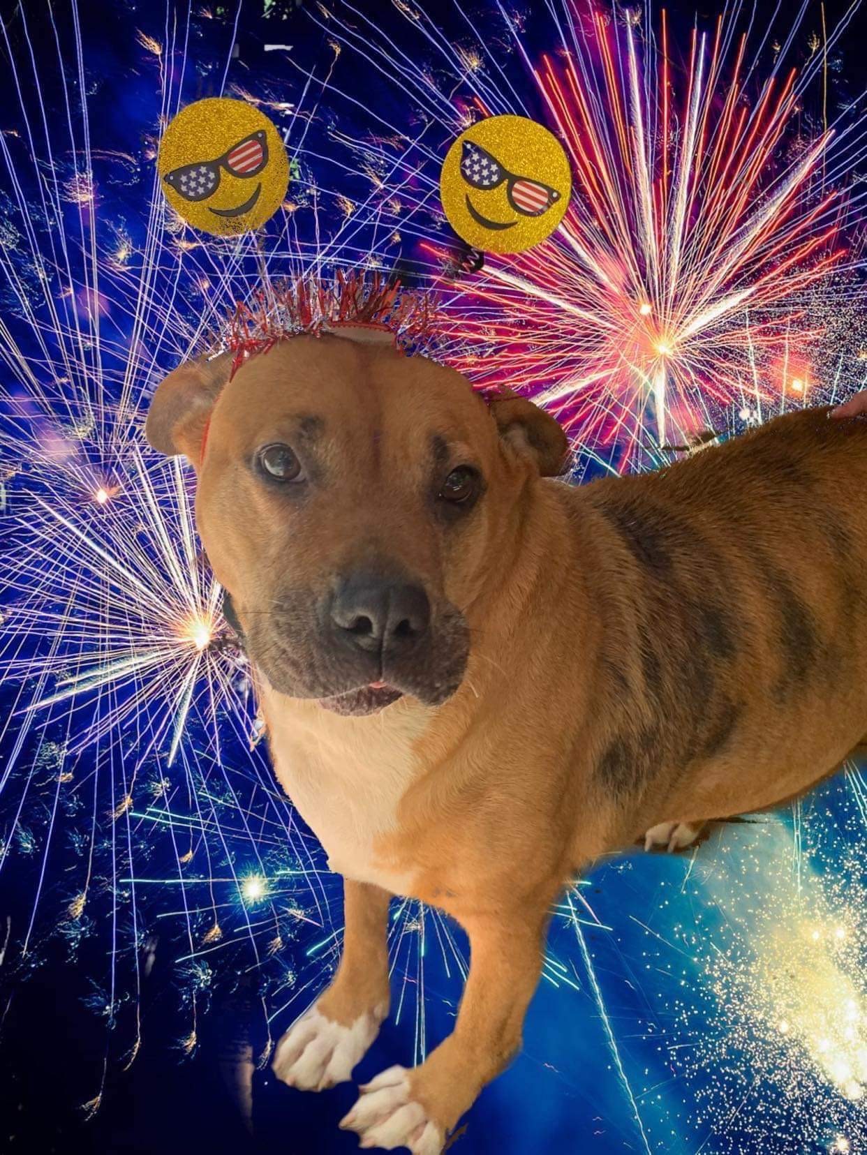 Farrah, an adoptable Pit Bull Terrier in kingston, GA, 30145 | Photo Image 1
