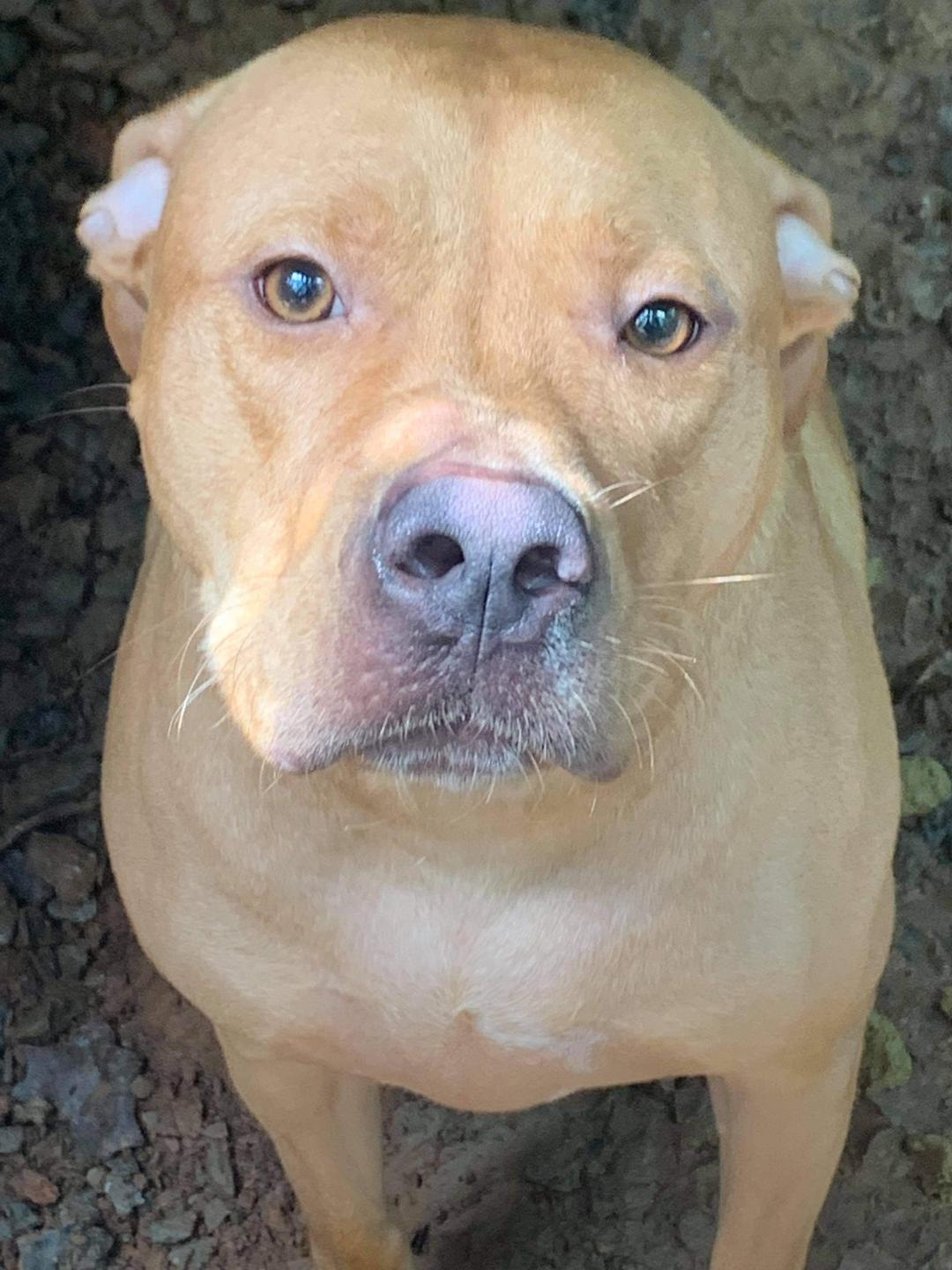 Charlie, an adoptable Pit Bull Terrier in kingston, GA, 30145 | Photo Image 2