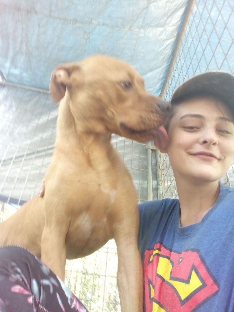 Charlie, an adoptable Pit Bull Terrier in kingston, GA, 30145 | Photo Image 1