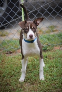 Kelpie store beagle mix