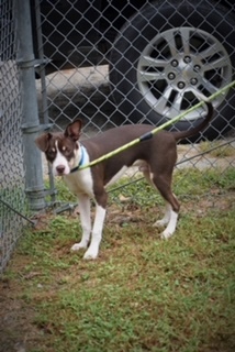 Beagle x hot sale kelpie