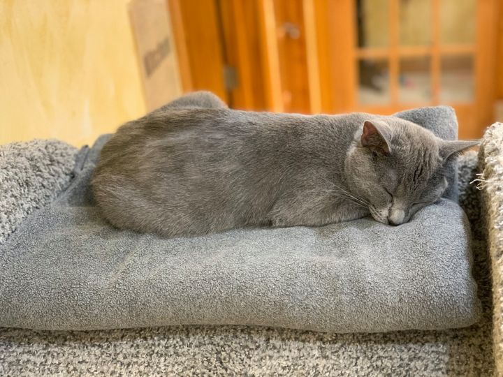 Cat for adoption Earl, a Domestic Short Hair in Crystal Lake, IL