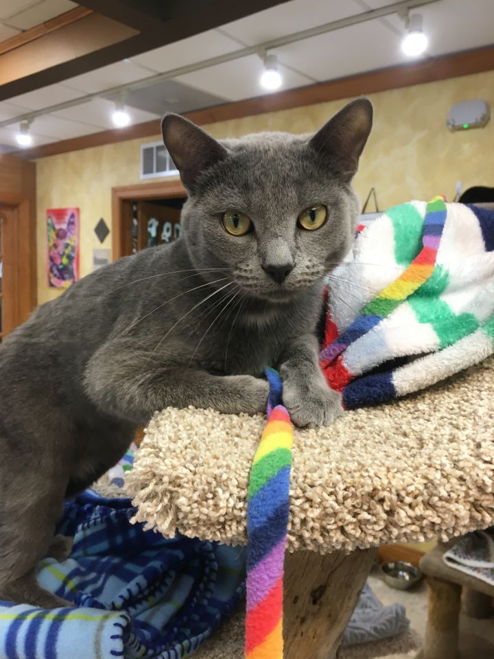 Cat for adoption Earl, a Domestic Short Hair in Crystal Lake, IL