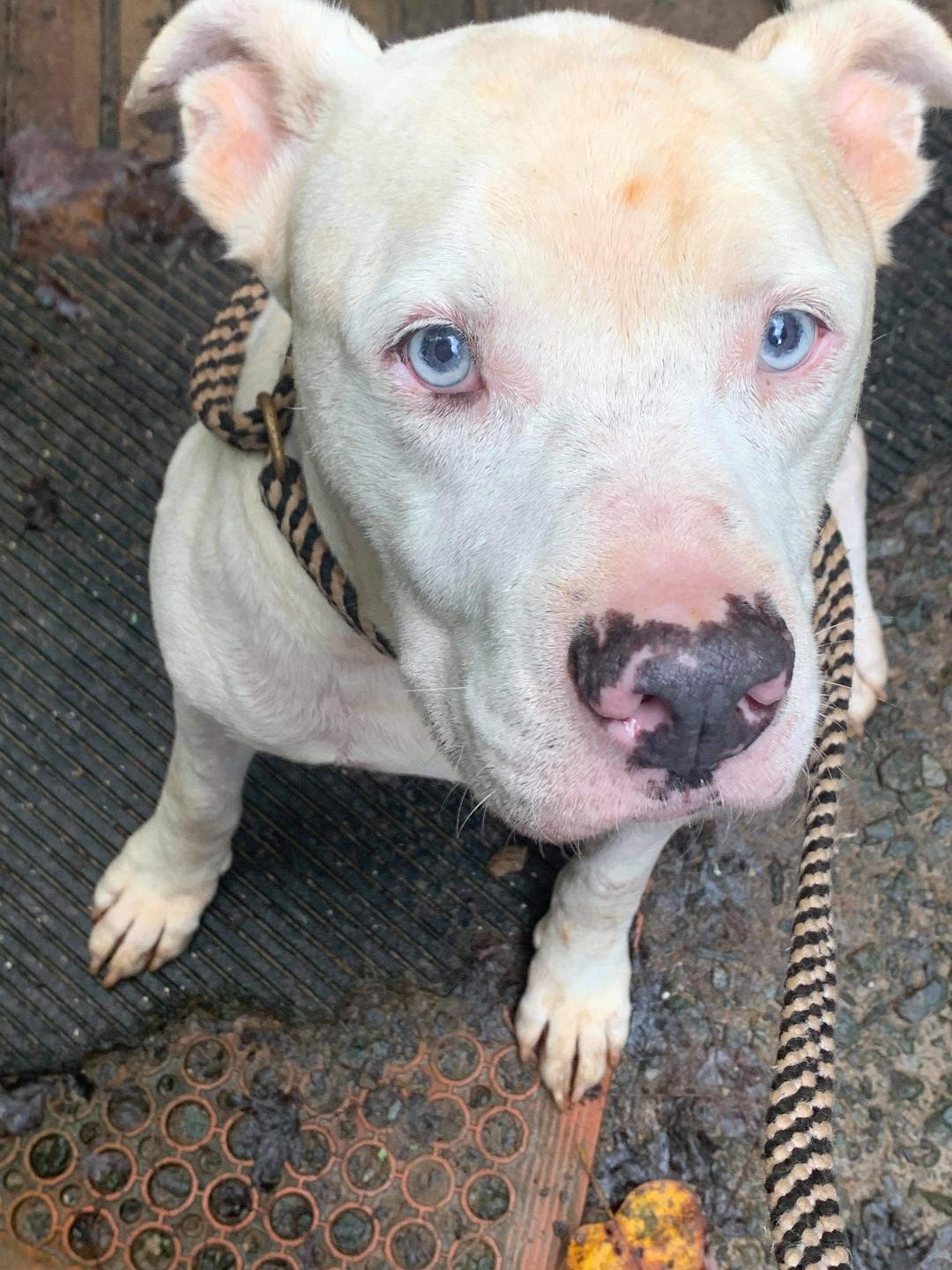 Chance, an adoptable American Bulldog in kingston, GA, 30145 | Photo Image 1
