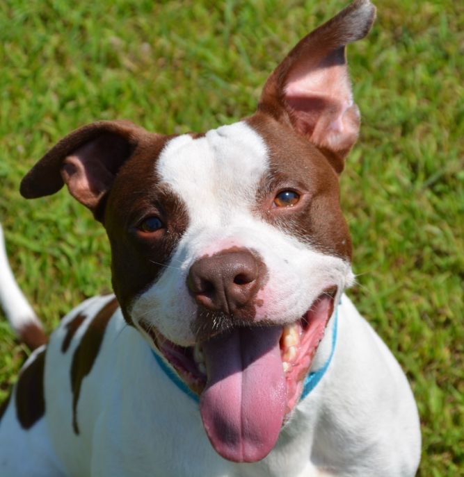 Exotic smokes cigarette company consumer behavior outline 08 picture