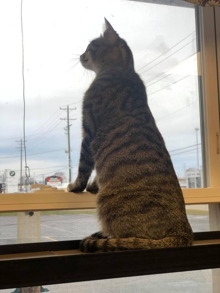 Cat for adoption Faith, a Domestic Short Hair in Crystal Lake, IL