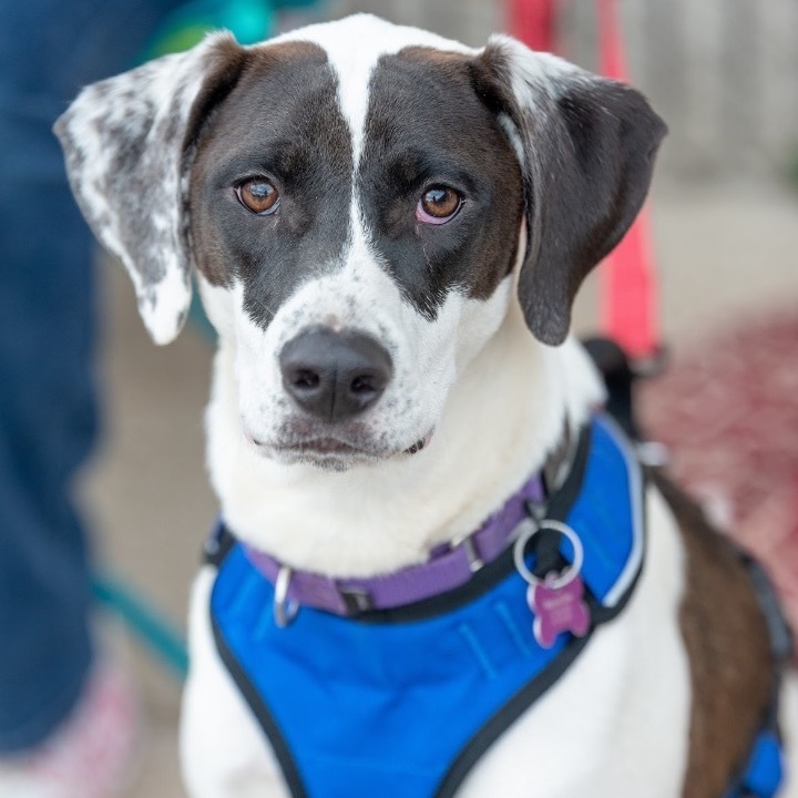 Peanut, an adopted Pointer & Hound Mix in Springfield, MO_image-2