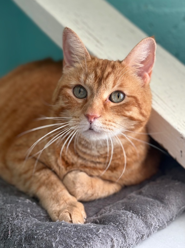 Mack, an adoptable Tabby in Fort Lauderdale, FL, 33304 | Photo Image 1