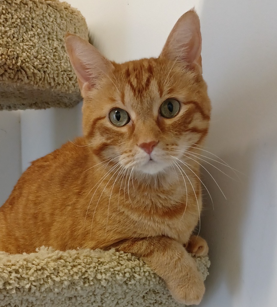 Mack, an adoptable Tabby in Fort Lauderdale, FL, 33304 | Photo Image 2