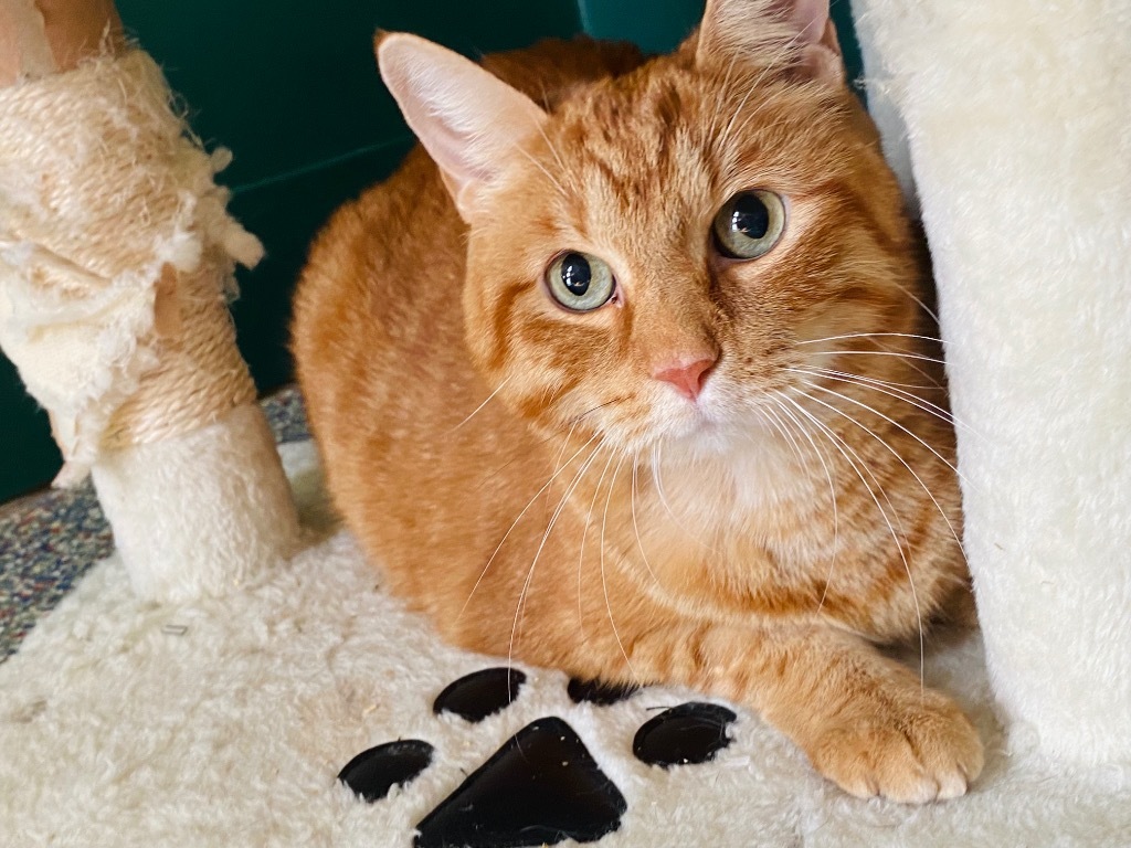 Mack, an adoptable Tabby in Fort Lauderdale, FL, 33304 | Photo Image 3