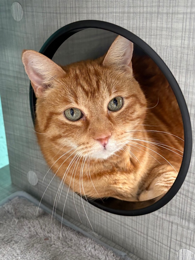 Mack, an adoptable Tabby in Fort Lauderdale, FL, 33304 | Photo Image 4