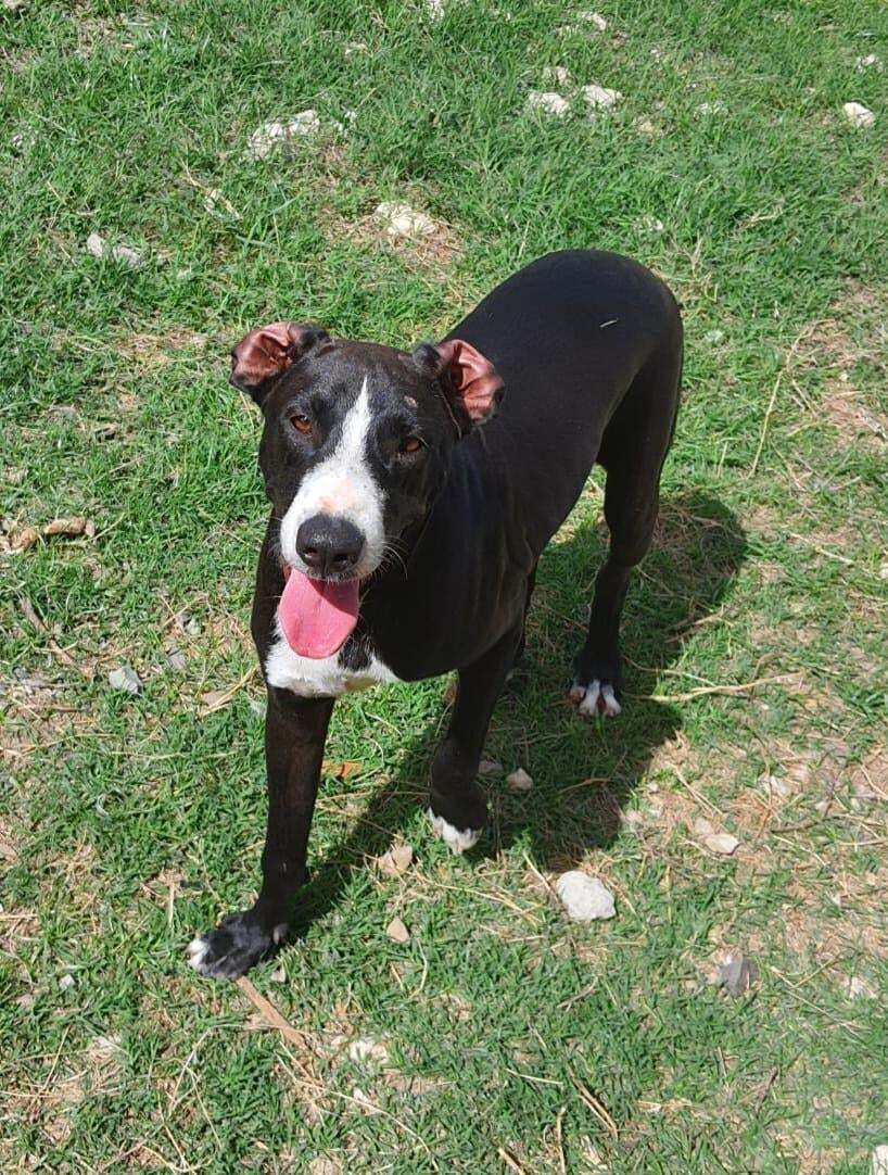 Jean Claude (20210906-08), an adoptable Mixed Breed in Niagara Falls, ON, L2E 5J4 | Photo Image 2