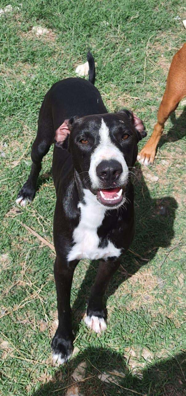 Jean Claude (20210906-08), an adoptable Mixed Breed in Niagara Falls, ON, L2E 5J4 | Photo Image 3