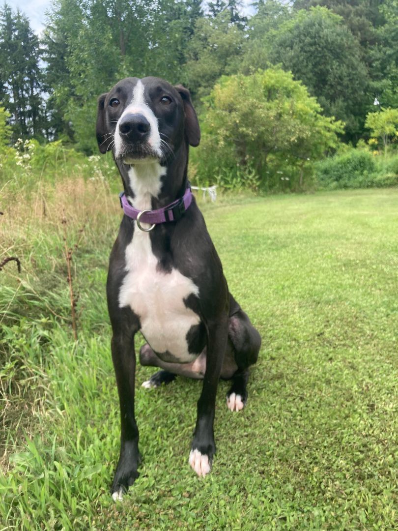 Jean Claude (20210906-08), an adoptable Mixed Breed in Niagara Falls, ON, L2E 5J4 | Photo Image 4
