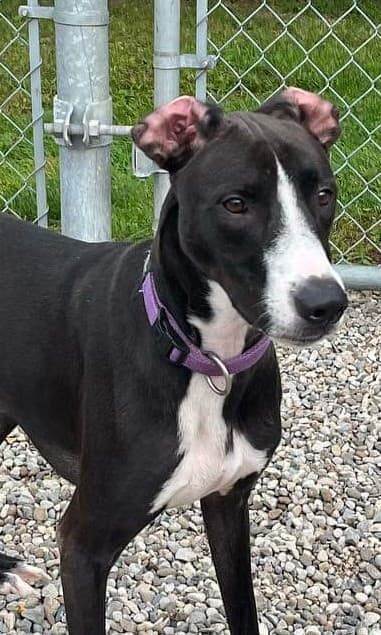 Jean Claude (20210906-08), an adoptable Mixed Breed in Niagara Falls, ON, L2E 5J4 | Photo Image 1