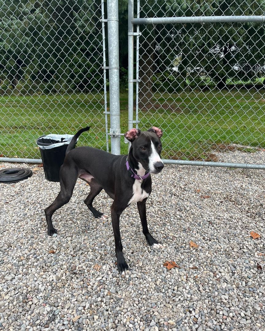 Jean Claude (20210906-08), an adoptable Mixed Breed in Niagara Falls, ON, L2E 5J4 | Photo Image 6