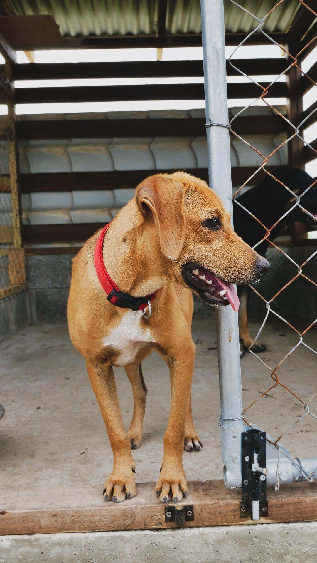 Millie (20210906-11), an adoptable Mixed Breed in Niagara Falls, ON, L2E 5J4 | Photo Image 2