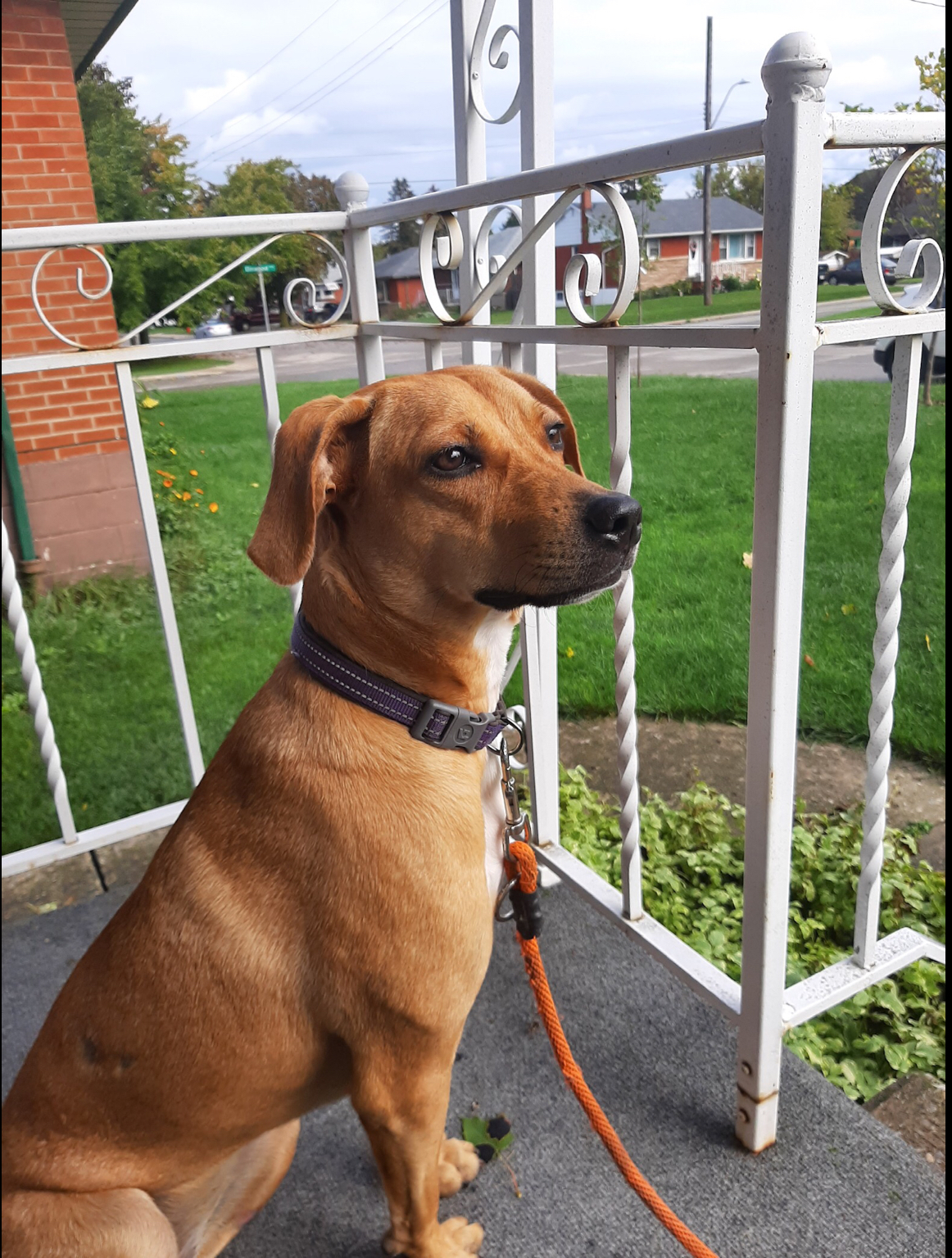 Millie (20210906-11), an adoptable Mixed Breed in Niagara Falls, ON, L2E 5J4 | Photo Image 5