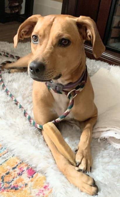 Millie (20210906-11), an adoptable Mixed Breed in Niagara Falls, ON, L2E 5J4 | Photo Image 1